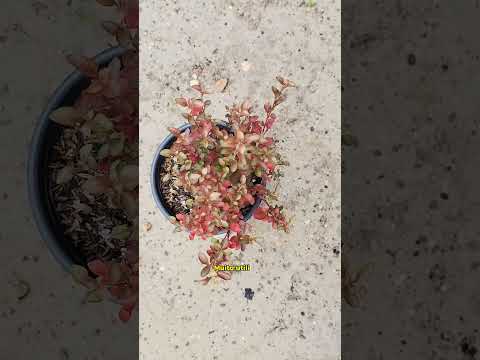 🌿 Gosta de banho de ervas? Conheça a Chega-te-a-Mim / Carutapera-MA