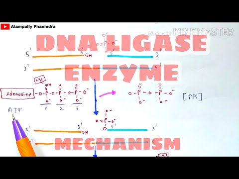 Bt cotton production Bacillus thuringiensis Action of Bt toxin Advantages Cry gene