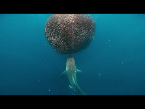 Shark attacks school of fish engulfing giant bait ball