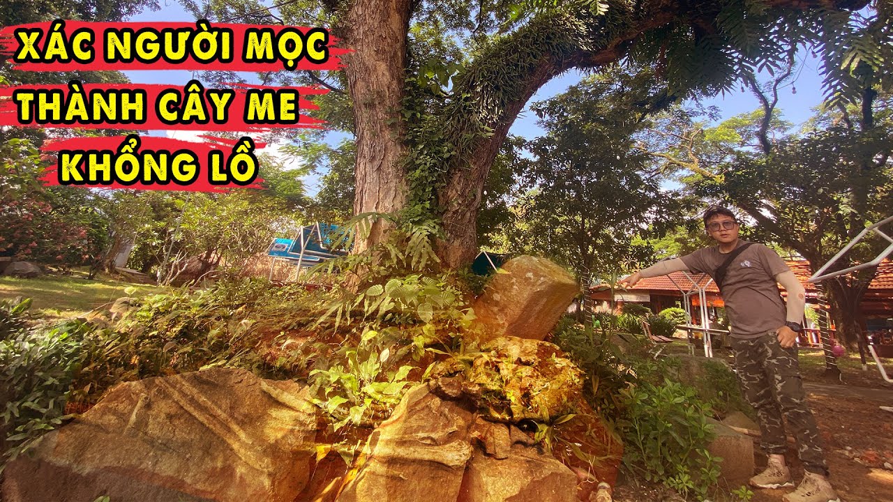Mả Cây - Thân Người Mọc Thành Cây Me Khổng Lồ