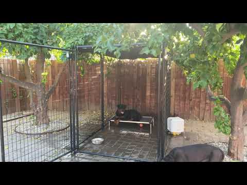 Feeding Dogs in an Open Kennel