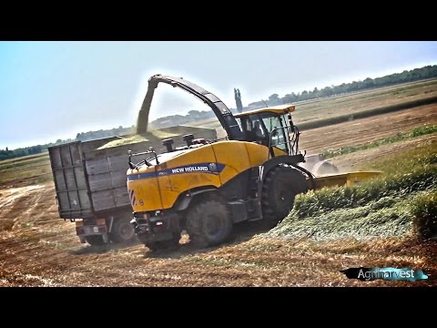 New Holland FR850 Yellow Bull | WHEAT SILAGE in ITALY |