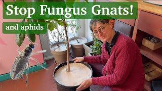 Stop Aphids & Fungus Gnats in your Potted Plants