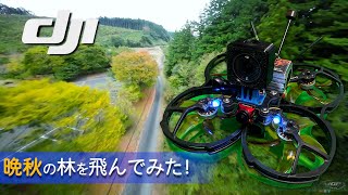 CINELOG35とDJI ACTION2で晩秋の山林を撮ってみた！
