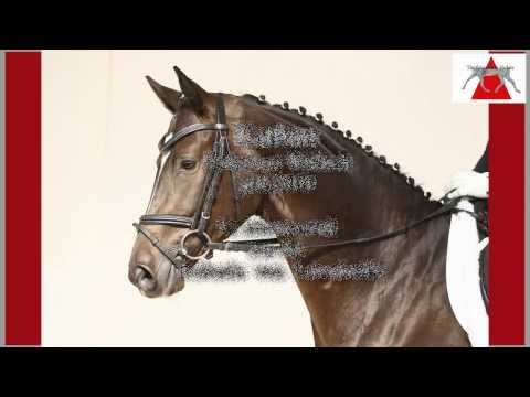 Trakehner Reitpferdeauktion - Kathan