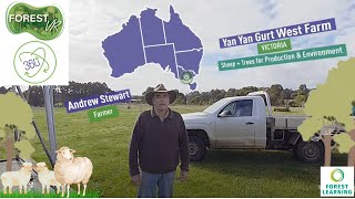 ForestVR – Agroforestry: Yan Yan Gurt West Farm, Victoria – Sheep + Trees -- 4K
