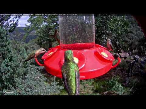 Female Lucifer Fills Up In West Texas - Sept. 29, 2016