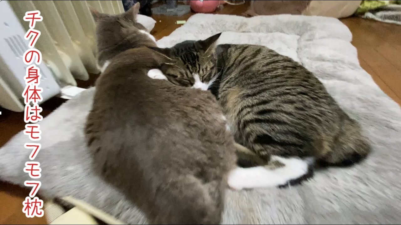 喧嘩するほど仲が良い？？