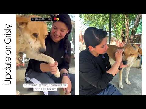 Heartwarming Update: Elderly Stray Dog Finds Love for the First Time 🐾