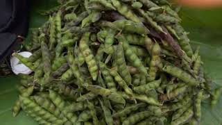 Download lagu Menakjubkan Ternyata!!  Inilah 25 Manfaat dan Khasiat Gude untuk Kesehatan mp3