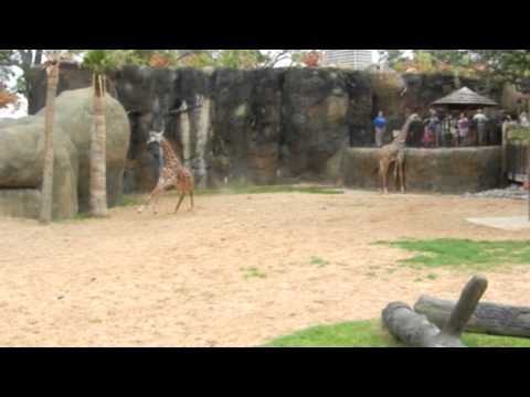 Baby Giraffe Running