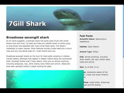 {Web-D, Responsive 33} Embedded Video