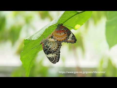 Entopia （蝶園）とバックヤード