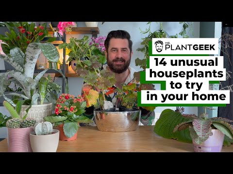 14 Unusual Houseplants To Try In Your Home! 🌵