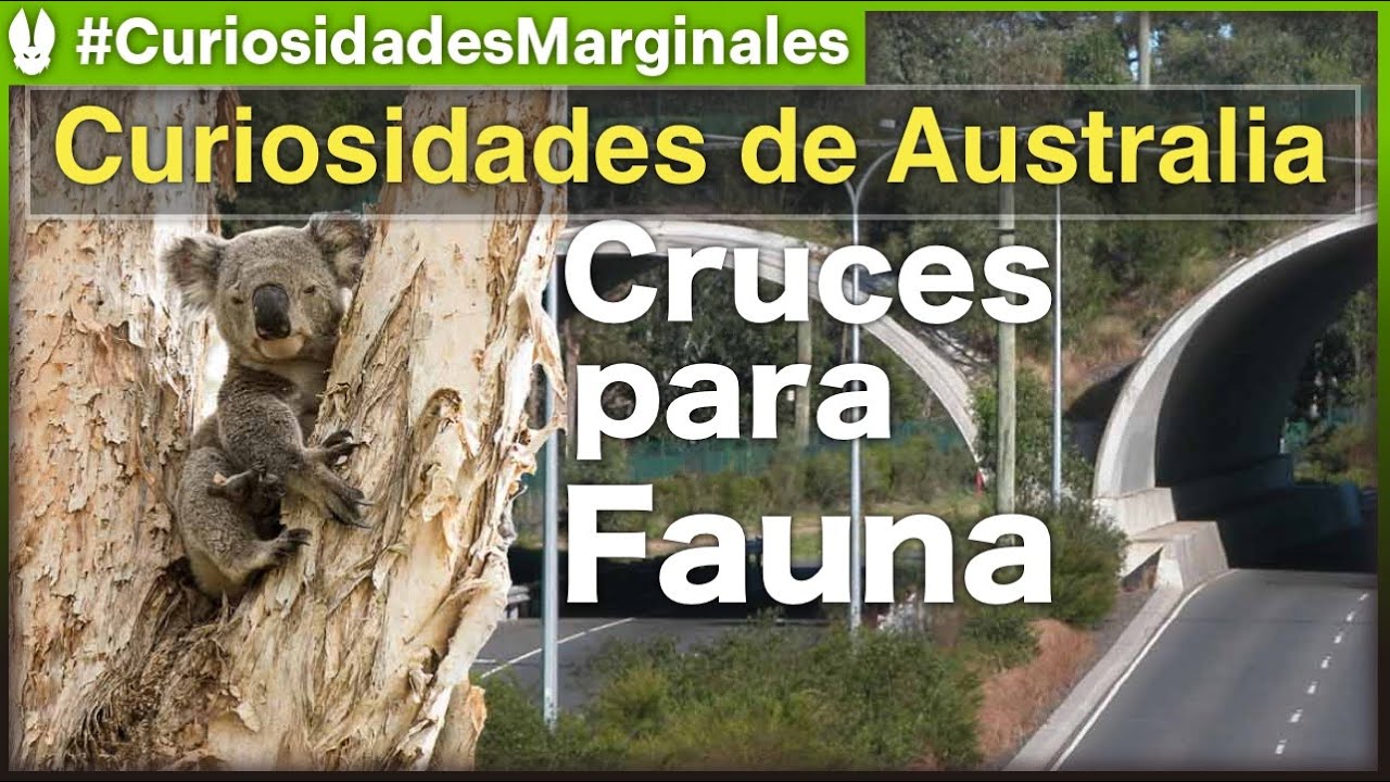 Cómo Australia protege a sus animales: los increíbles cruces para fauna