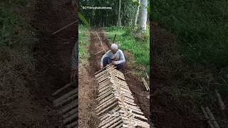 Download lagu Tips Terbaru Tanam Singkong Untuk dipanen Daunnya #shorts mp3