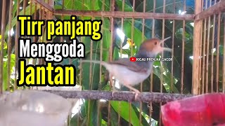 Download lagu PRENJAK BETINA Ngetir panjang Istimewa suara jernih Menggoda Prenjak Jantan cocok buat MASTERAN. mp3