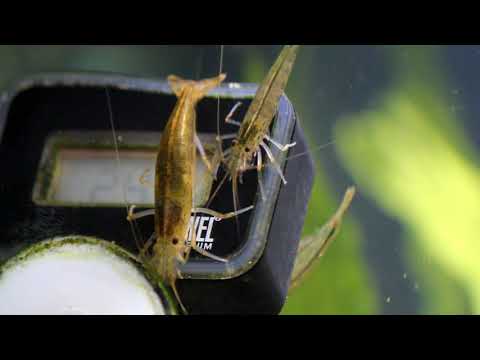 Watch Video on YouTube