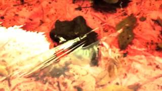 Plastic Horserace - Scott Garriott