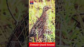 Download lagu Female Madi ki kirk/quail sound/quail hunting/Batair ki awaz/مادی بٹیر کی کرک mp3