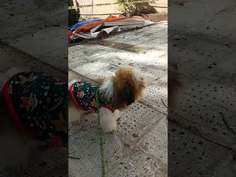 #dog #puppy #doglover #doglife #pets