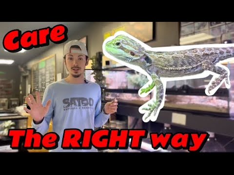 Baby Bearded Dragon Care Guide