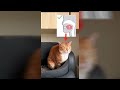 funny cat mewing meme