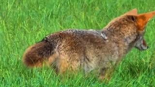 Coyote at Baskett Slough National Wildlife Refuge Coyote at Baskett Slough National Wildlife Refuge