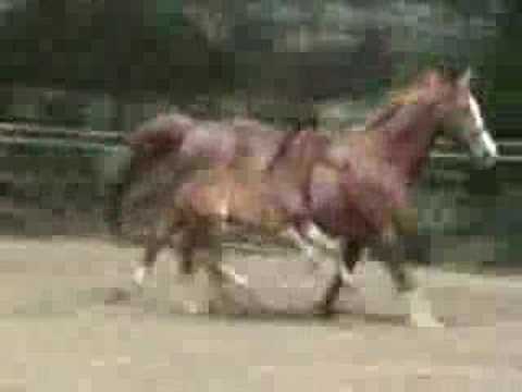 Dressage stallion from Sorento