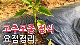 고추모종 정식하는 방법 고추 심는 방법