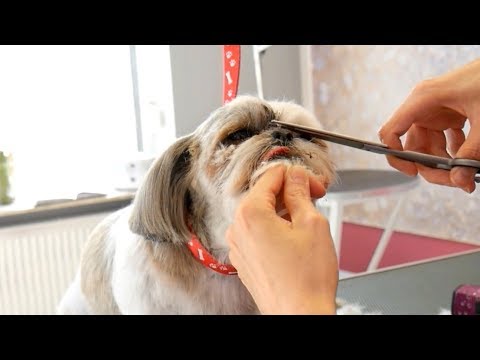 PetGroooming - Shih Tzu Head Grooming #77