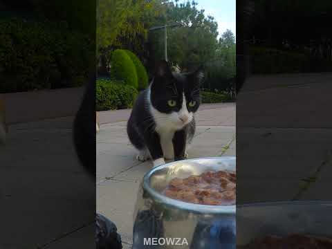 Remote-controlled feeding 😻 Feeding Stray Cats ❤️|| #cat #straycat #shorts
