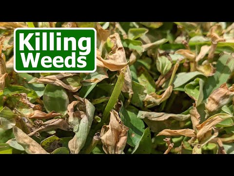 Fall Weed Control Options in Warm Season Lawns