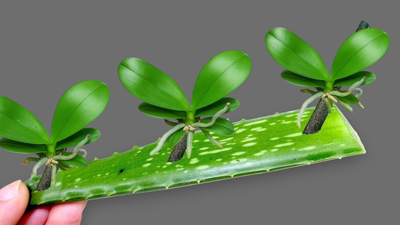 🌸Secret to Easily Propagating Orchids Right on the Branch and Blooming All Year Round!