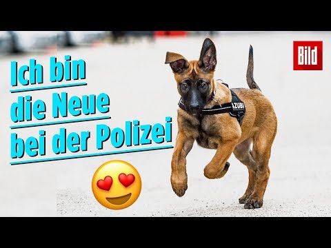 Dieser süße Welpe will Polizeihund werden