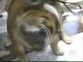 Sesame Street Washin The Dog