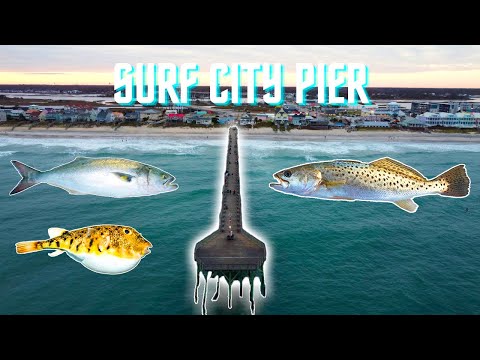 Fishing Surf City Pier | Topsail NC (Speckle Trout, Bluefish, Northern Puffer)