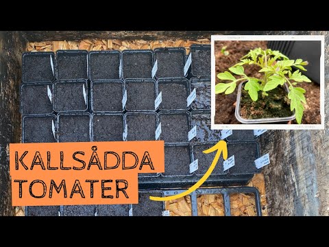 Kallsådd av TOMATER - Kommer jag att lyckas bättre i år? Jag satsar stort på att kallså mina tomater