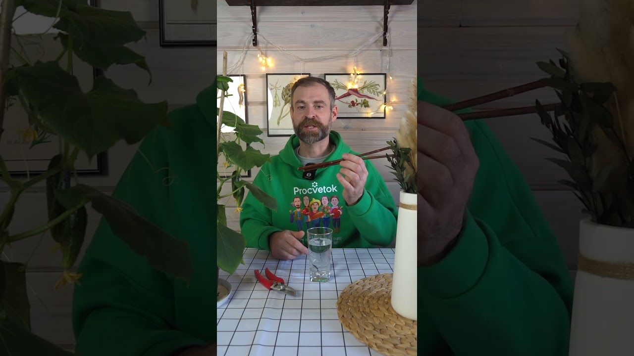 Бесплатные саженцы гортензии всего за пару месяцев! Как укоренить черенки даже зимой