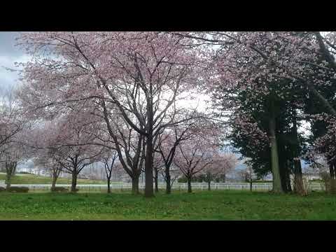 Cerezos en flor y pájaros cantando en el Parque Ichinoseki Yusui Memorial Green Park