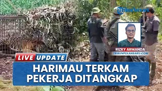Berhasil Dijerat, Harimau Sumatera yang Diduga Penerkam Pekerja di Riau Jalani Rehabilitasi Sumbar