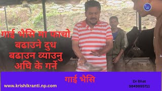 गाई भैसि मा फाचो बढाउने दुध बढाउन व्याउनु अघि के गर्ने ? #drbhat #buffalo #cattle
