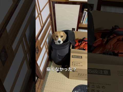 可愛いより心配が勝つ鞄の入り方 #beagle