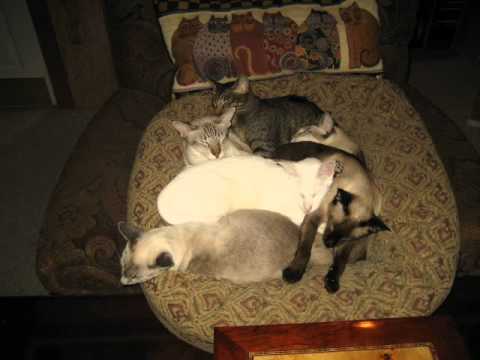 cats we are by briana