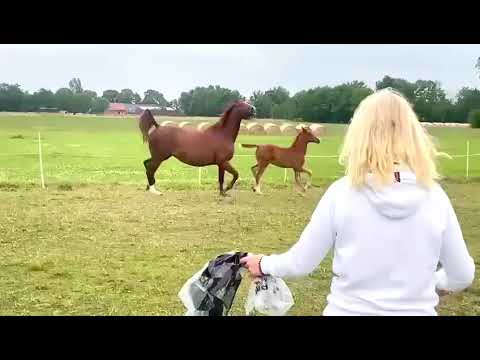 HF von ShuFu aus Governor x ExLibris