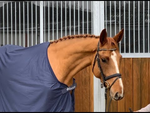 SAMIRA 5j. v. Samba Hit - Chaman  15.000,- Euro