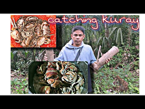 Catching "Kuray" or land crabs using Bamboo traps known as "pugaswang". Catch and Cook. Part 1.