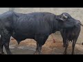BIGGEST MURRAH PANCHAYATI BULL GREAT MILK LINE BHAINI CHANDERPAL VILLAGE