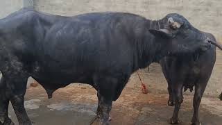 Download lagu ๐ฅ๐ฏBIGGEST MURRAH๐ฅ PANCHAYATI BULL๐ GREAT MILK LINE๐ .BHAINI CHANDERPAL VILLAGE๐ mp3 Download lagu ๐ฅ๐ฏBIGGEST MURRAH๐ฅ PANCHAYATI BULL๐ GREAT MILK LINE๐ .BHAINI CHANDERPAL VILLAGE๐ mp3