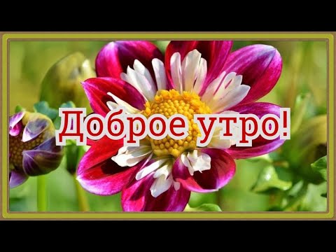 Поздравление С Добрым Утром Видео Для Ватсапа